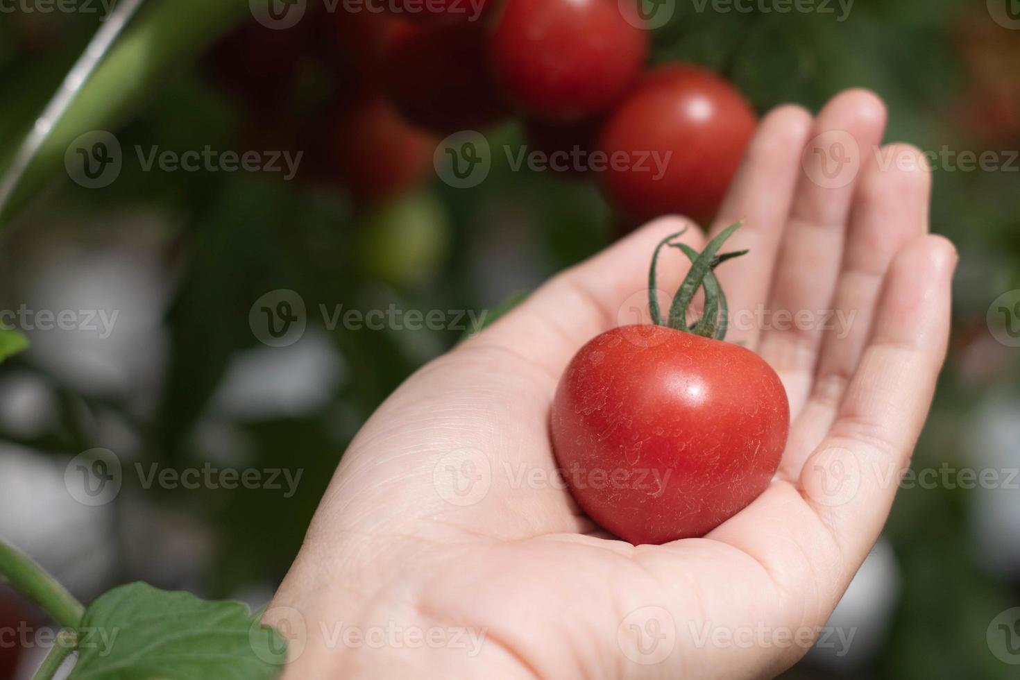 hand met verse rode tomaten, biologische groente voor gezond eten. foto