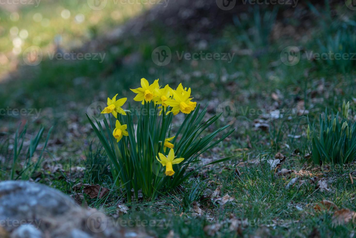 narcis behoort tot de familie van de amaryllidaceae en is een plantengeslacht foto