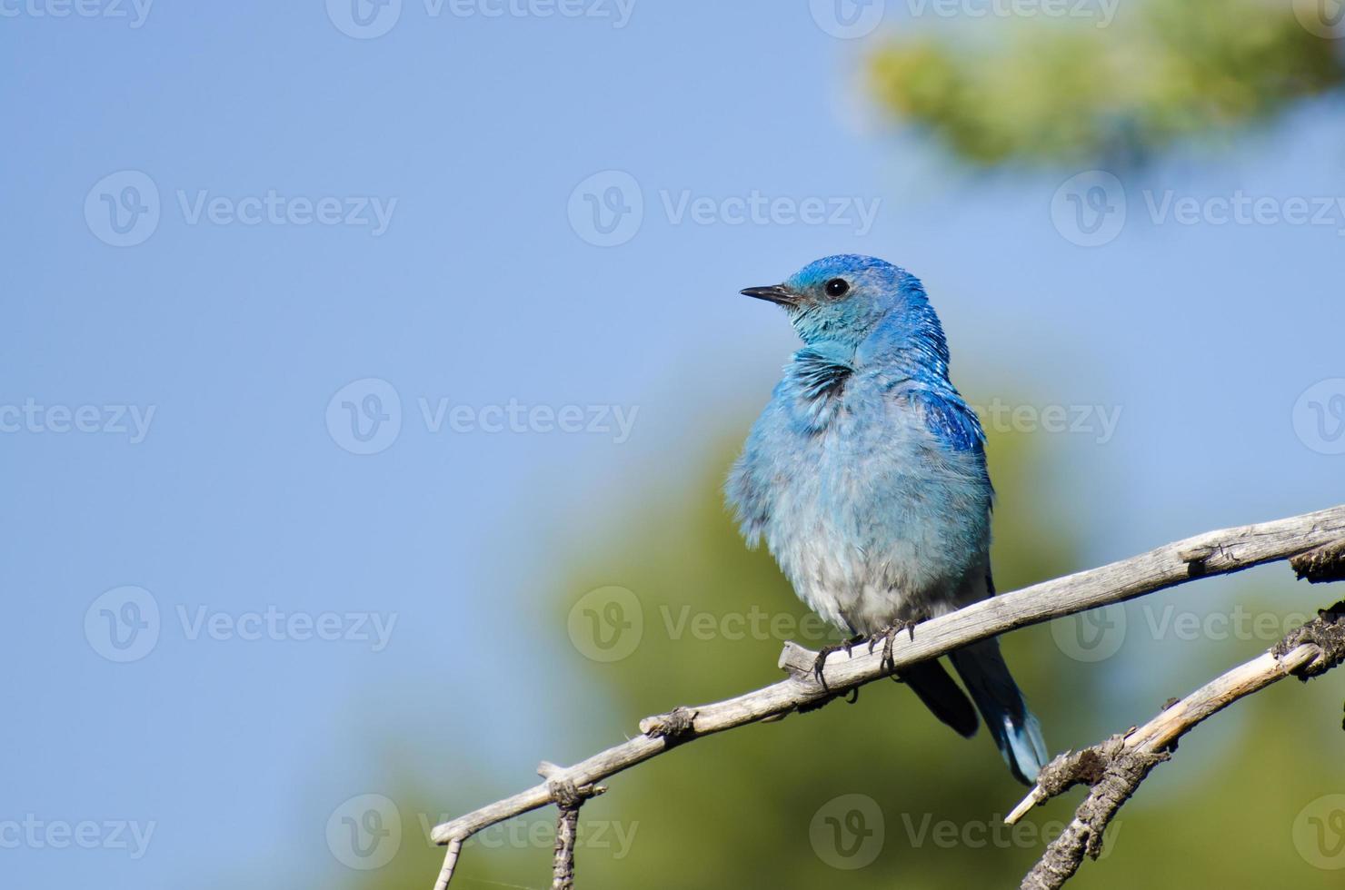 berg bluebird zat in een boom foto