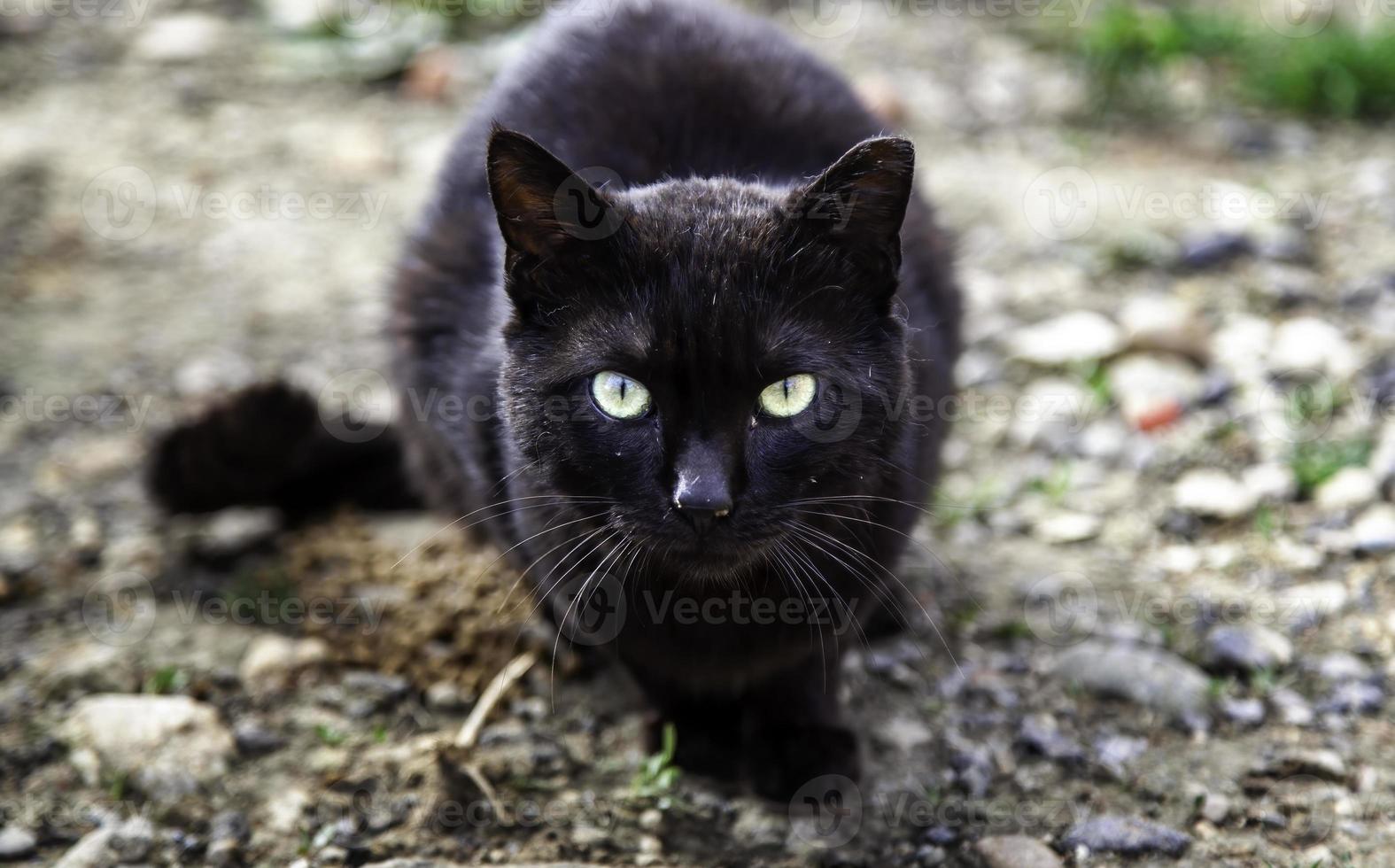 straat verlaten katten foto