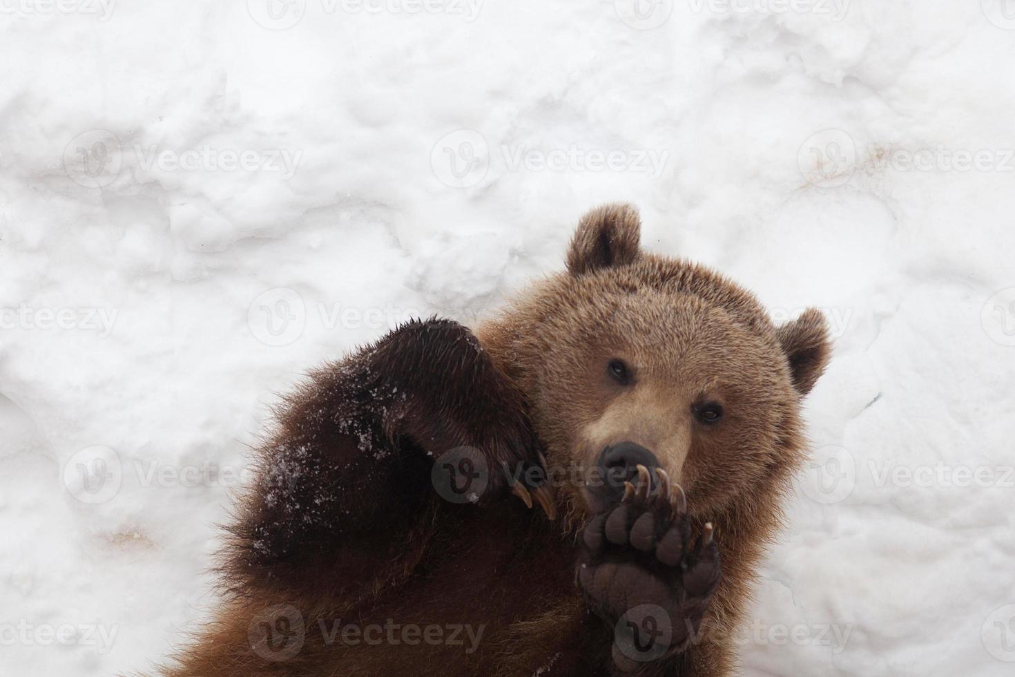 bruine beer in de natuur, spelen met de sneeuw foto