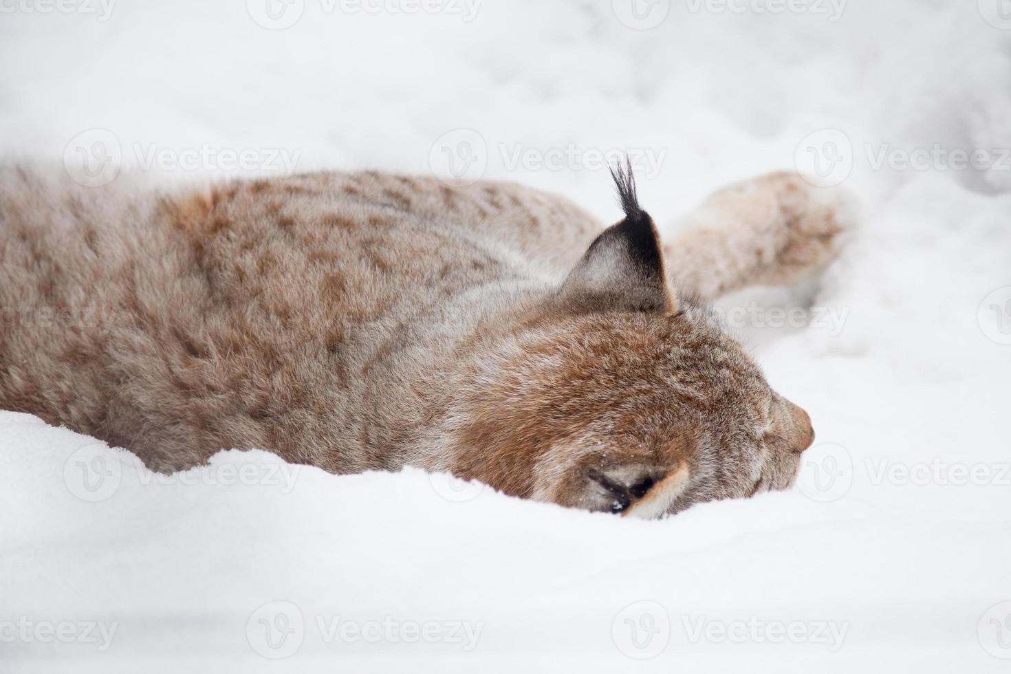 lynx in het bos, winter en sneeuw foto