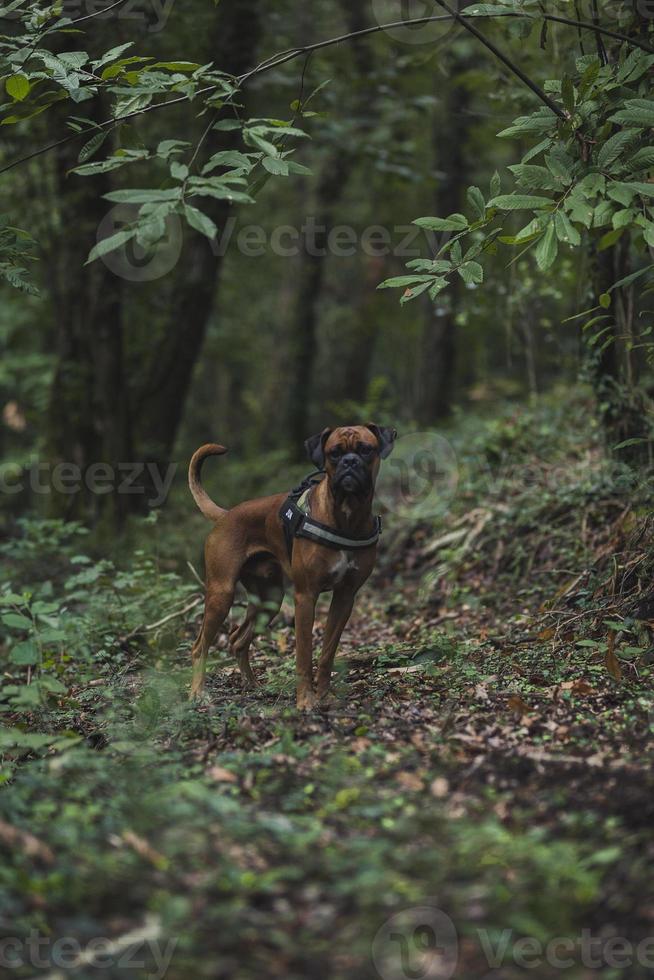 boxerhond in de natuur, landschap, bos en vrienden foto