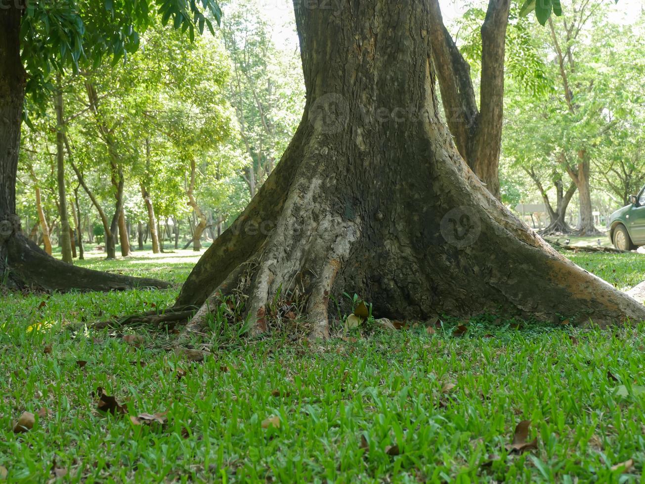 een grote boom met wortels die de grond bedekken, een grote boom in de tuin foto