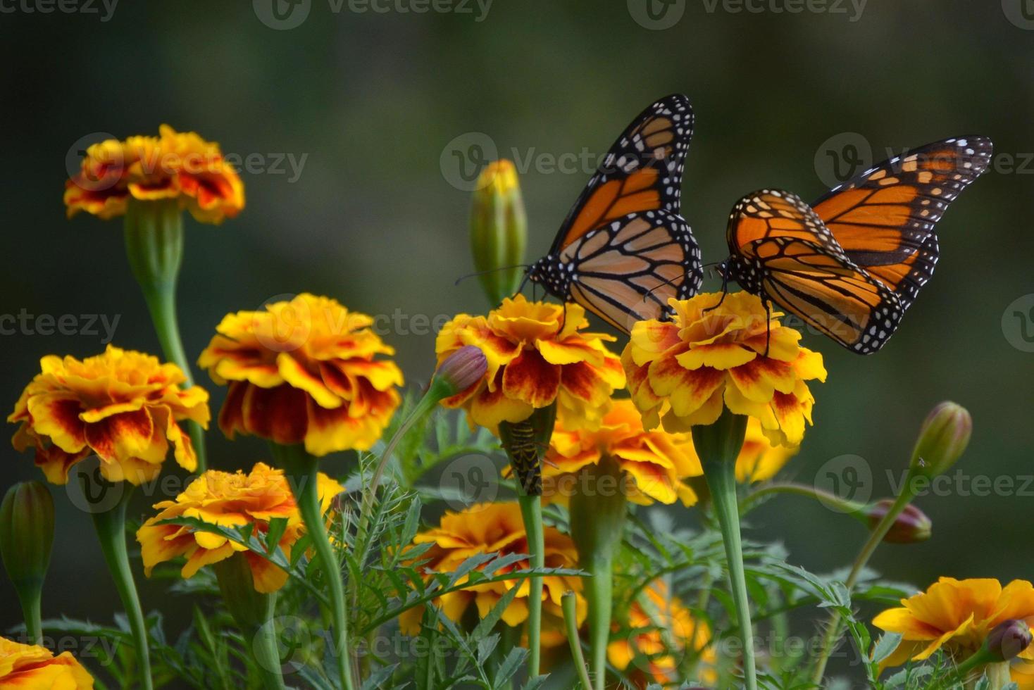 monarchvlinder en oranje goudsbloemen foto