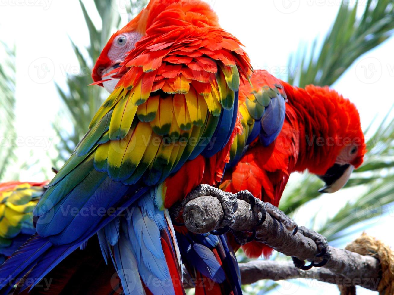 rode fora van de ara tropische papegaai foto