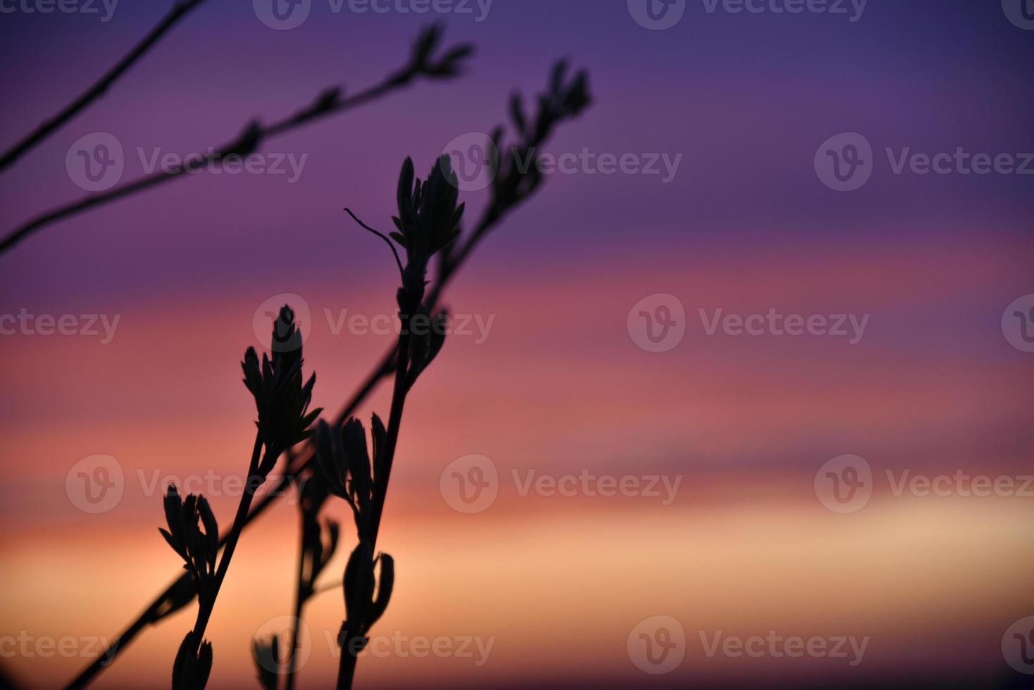 rode en blauwe avondzonsondergang door de takken van bomen foto