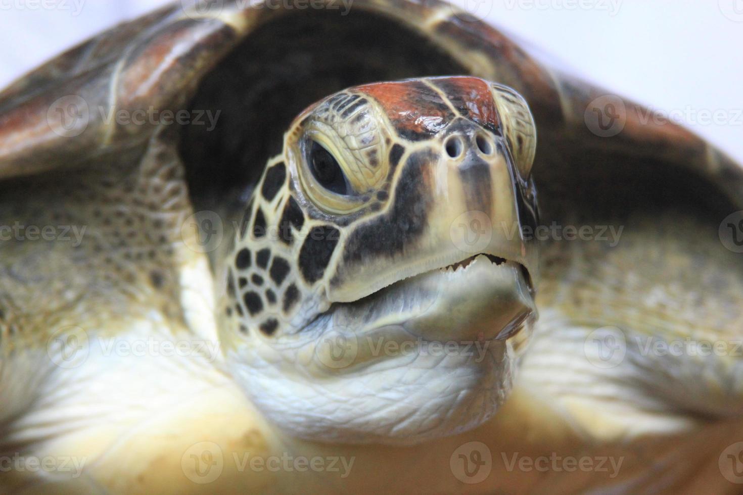 close up van een karetschildpad foto