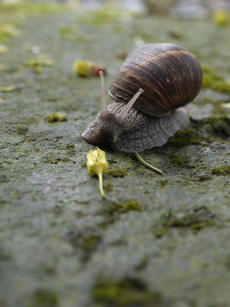 close up van helix pomatia slak foto