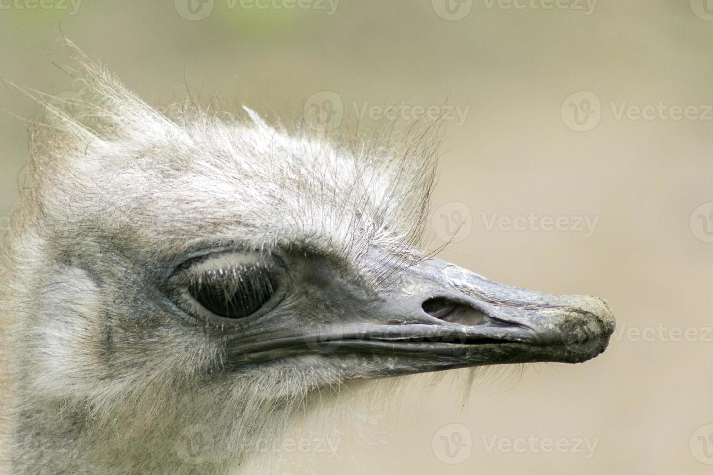 struisvogel close-up foto