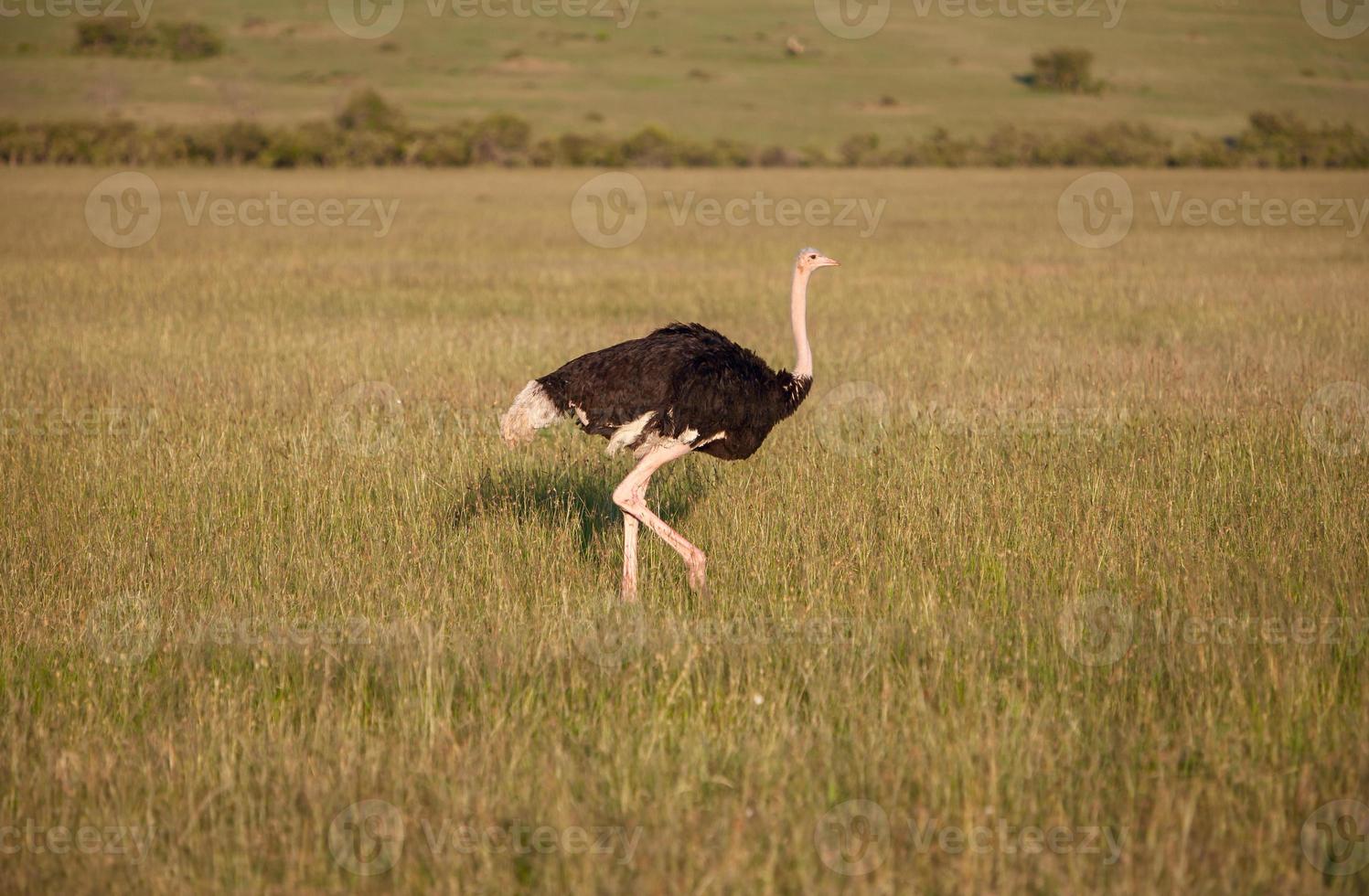 struisvogel die op savanne in Afrika loopt. safari. Kenia foto