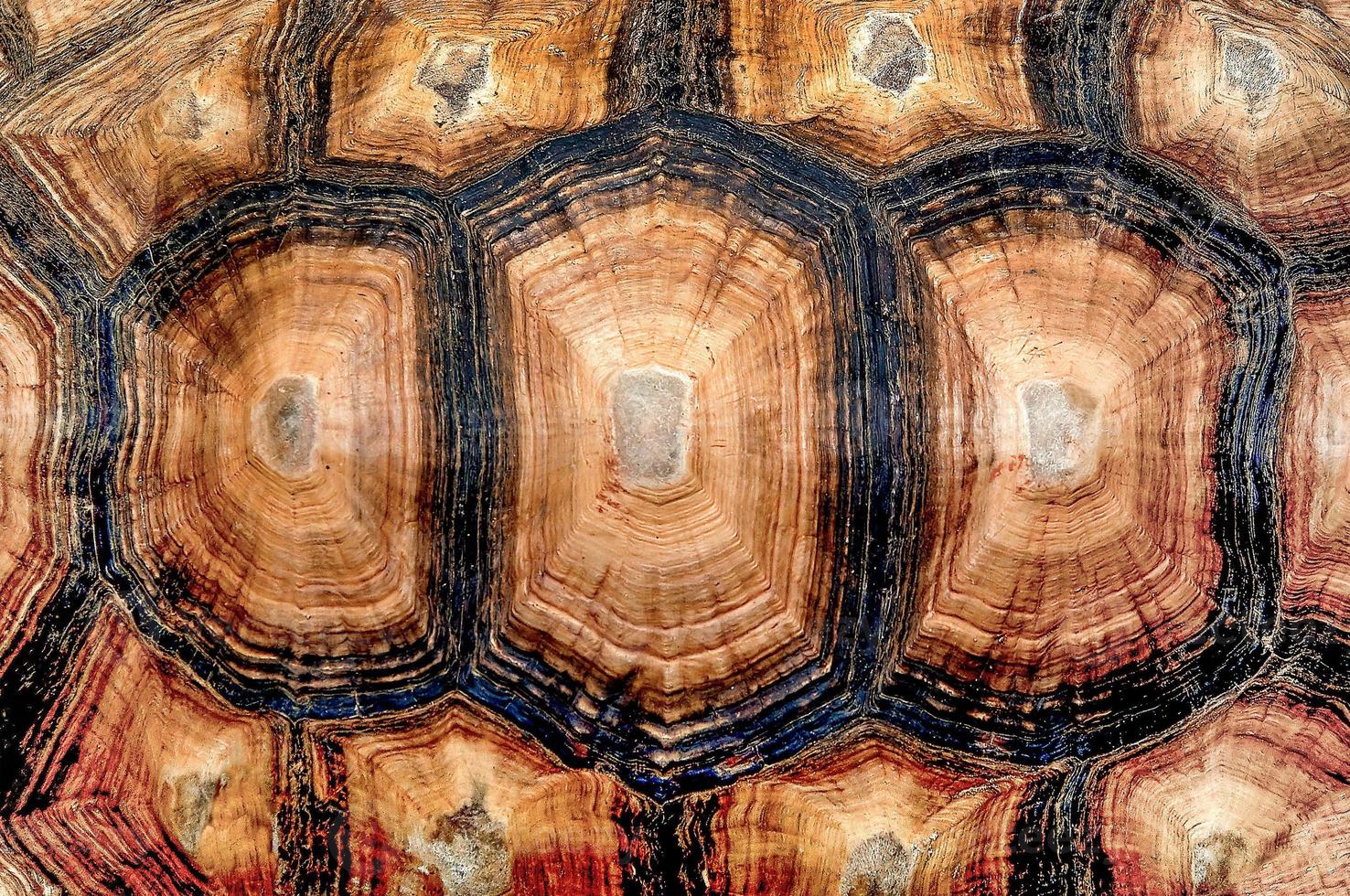 close-up van schildpad shell foto