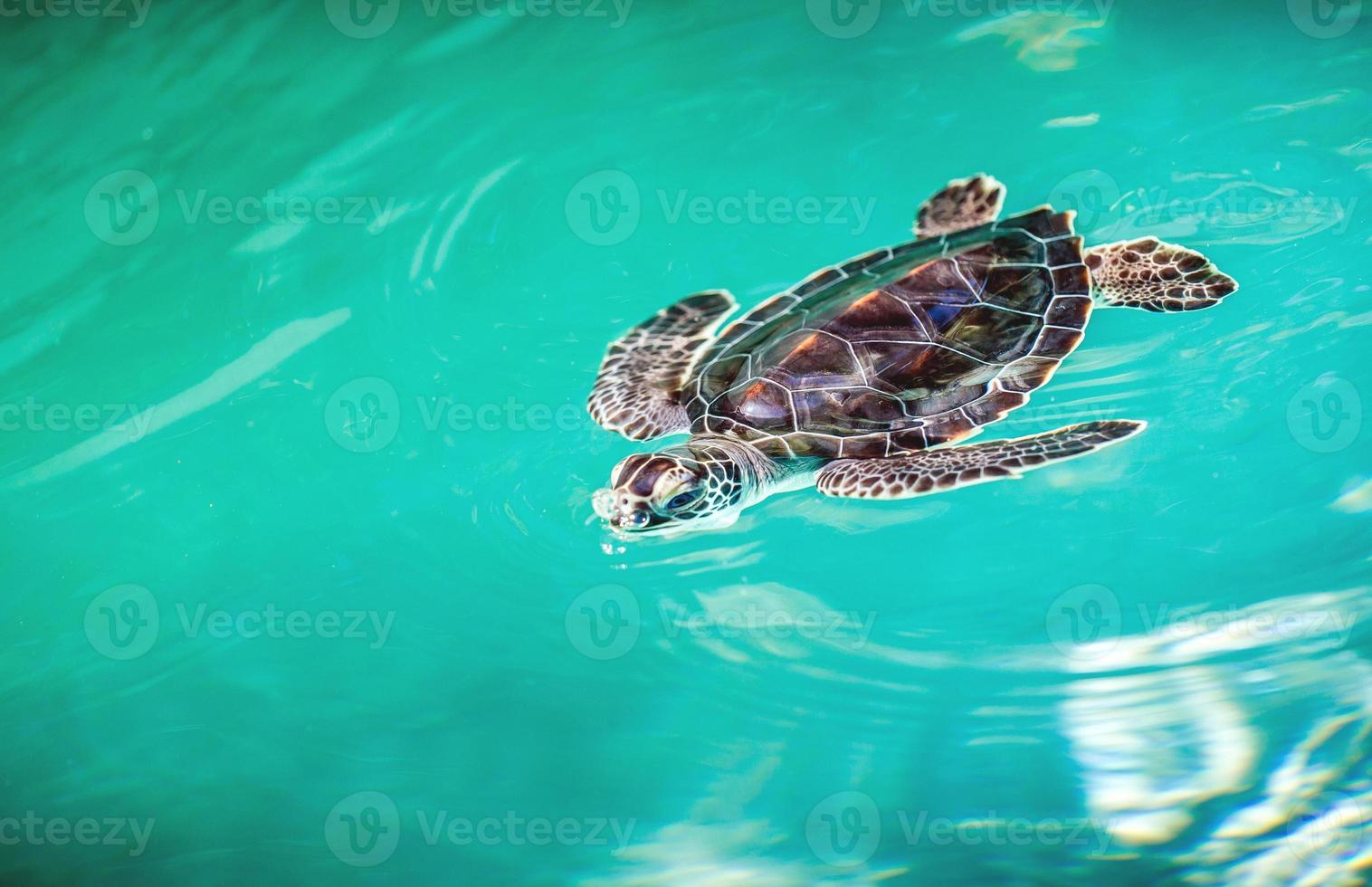 close up van schattige schildpad foto