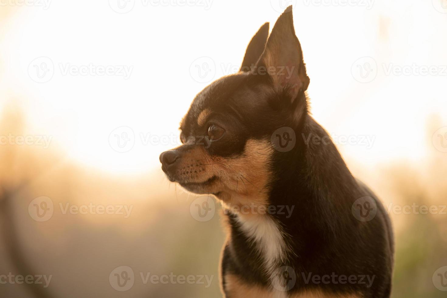 chihuahua hond tricolor portret close-up op zonsondergang achtergrond. huisdier. foto