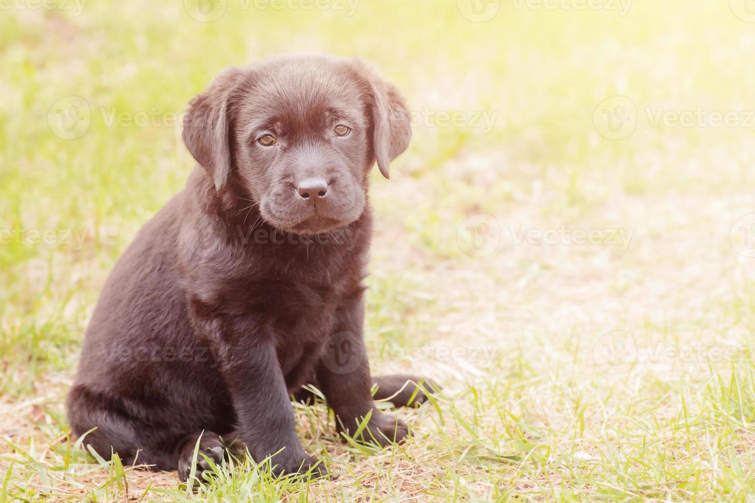 kleine hond op het groene gras. labrador retriever-puppy. foto