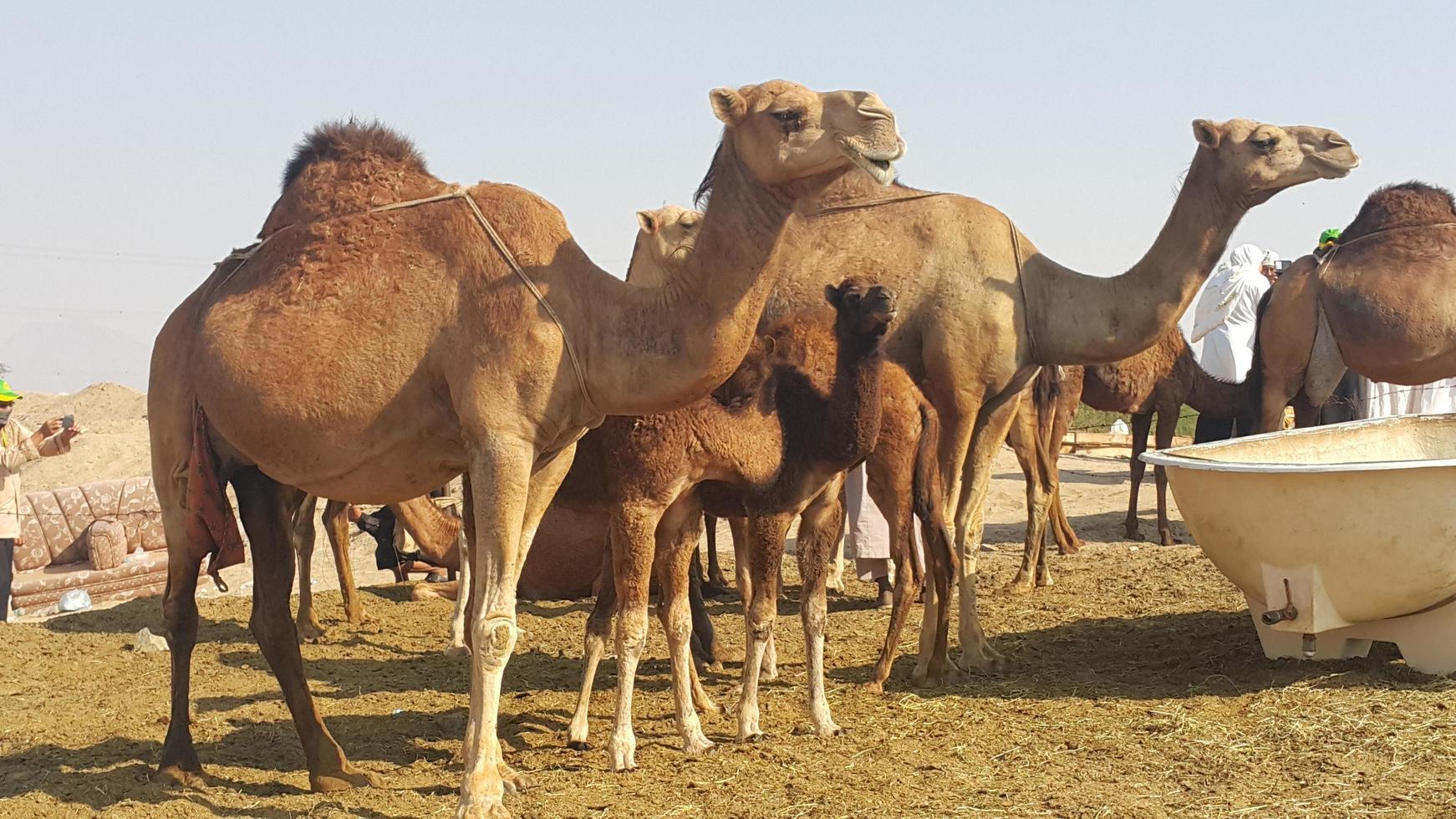 kamelen verzamelen zich in de woestijn foto