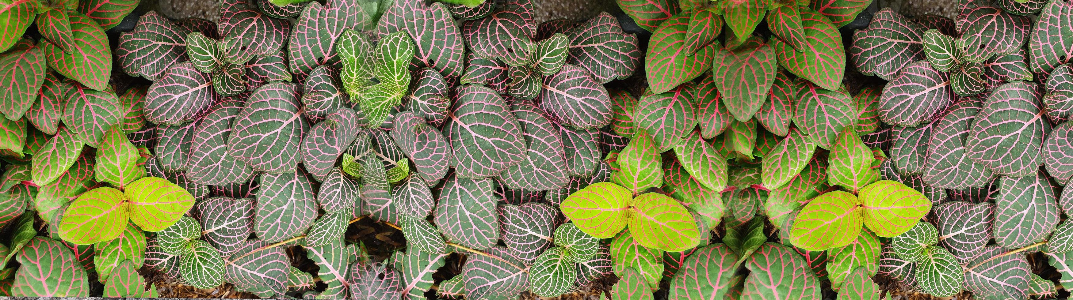 panorama met bladeren. sierplant in de tuin. kleine groene bladeren textuur achtergrond foto