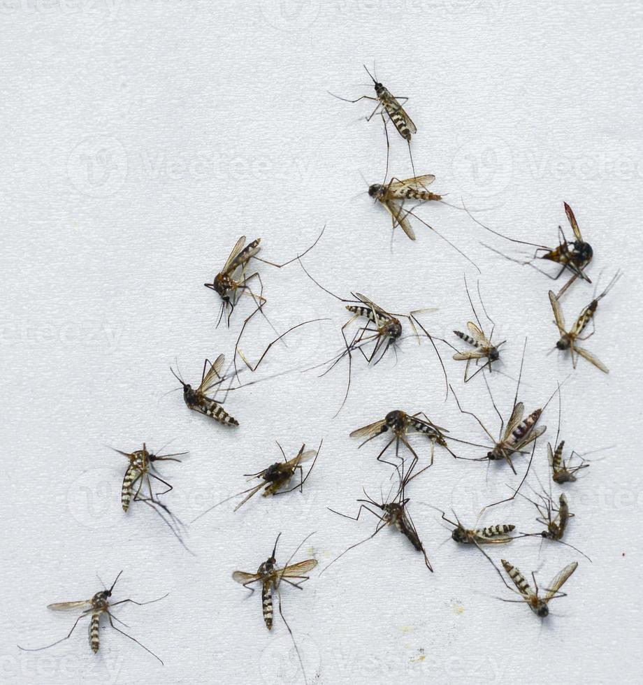 een groot aantal dode muggen op een witte achtergrond. foto