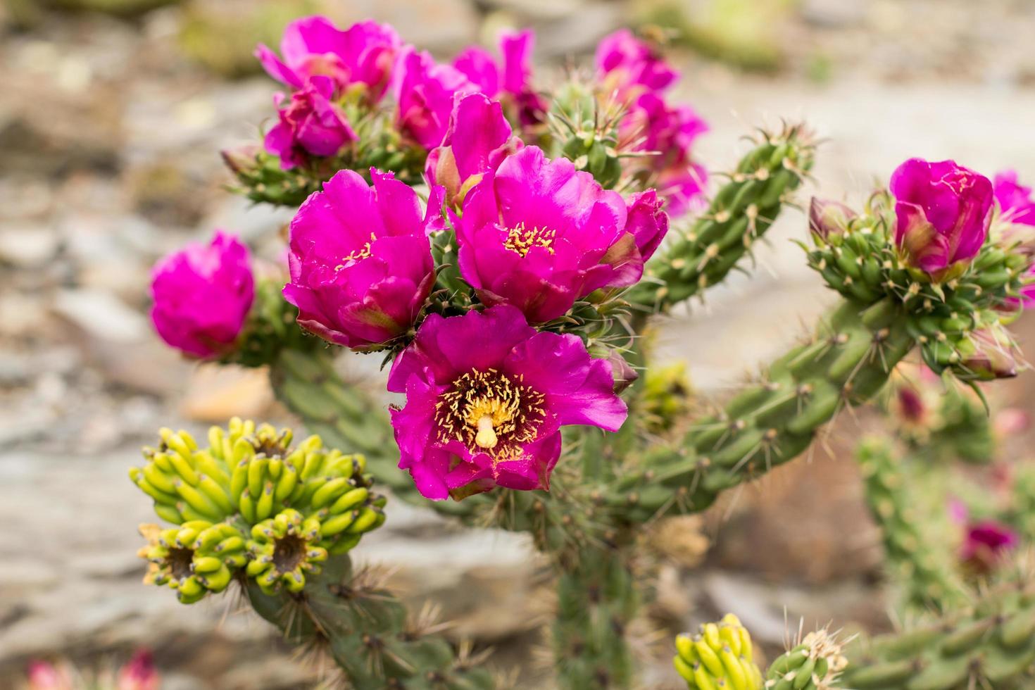 vetplanten in een natuurlijke habitat, cactus in de woestijn buiten foto