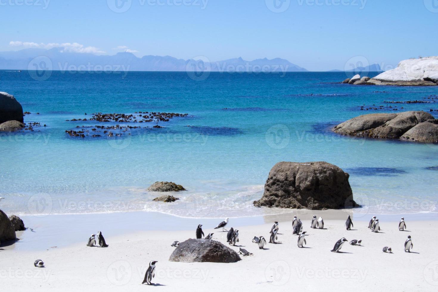 pinguïns lopen op zand in de buurt van een blauwe oceaan foto