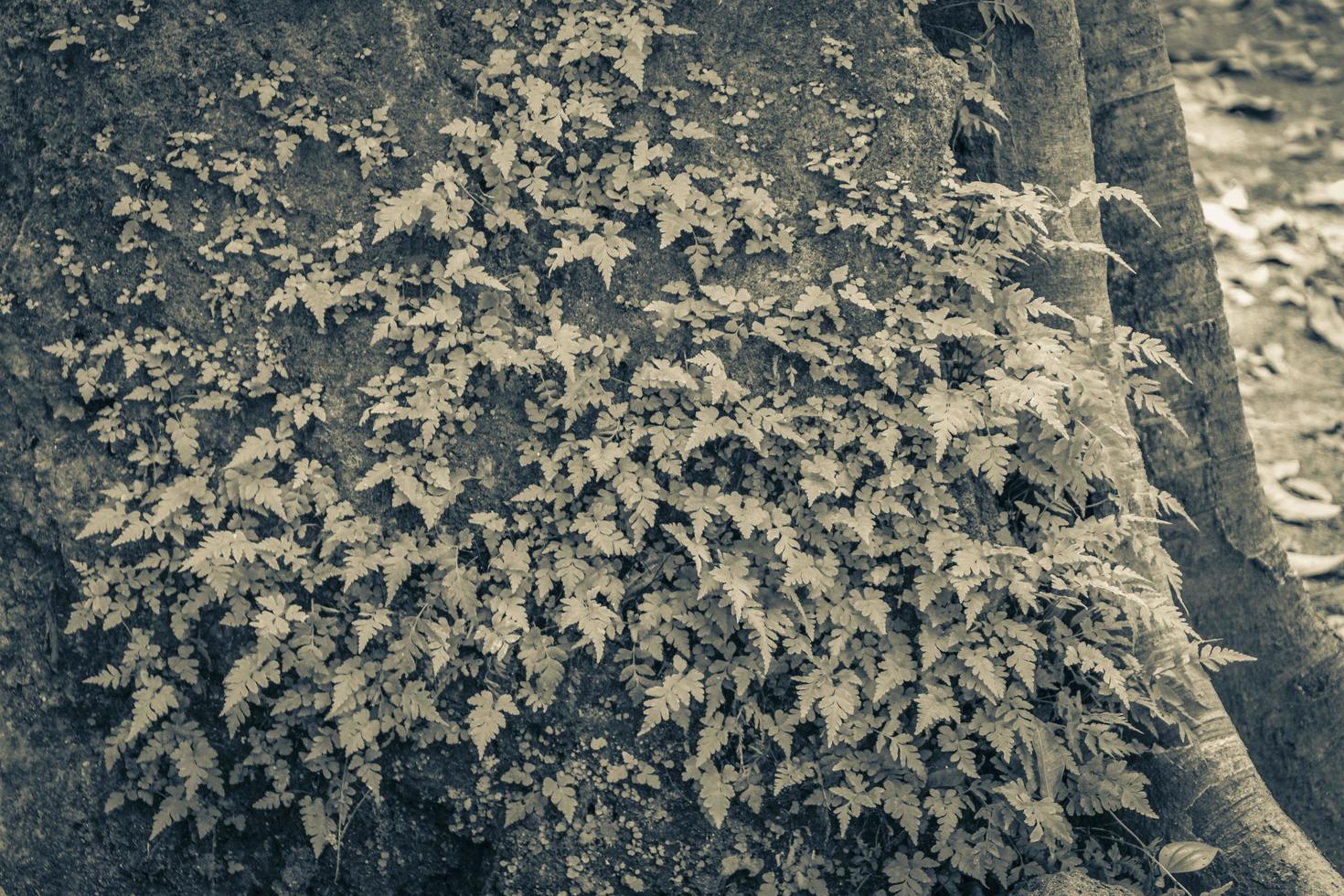 tropische jungle planten bomen rotsen stenen muyil Maya ruïnes mexico. foto