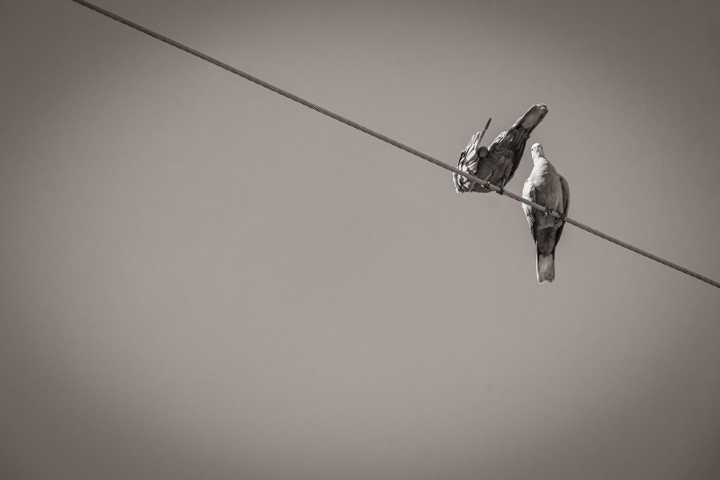 duiven duiven vogels zitten op hoogspanningslijn in mexico. foto