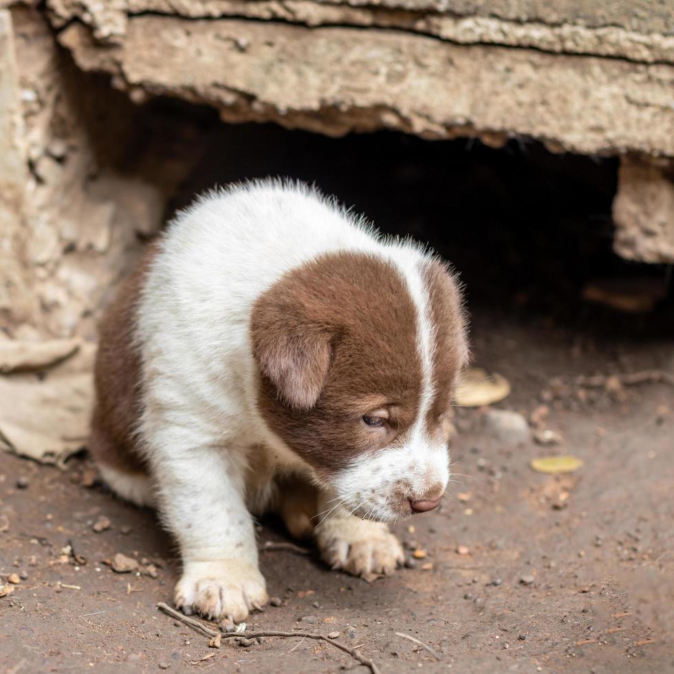 de witte en bruine thaise puppy leeft in een hol van beton. foto