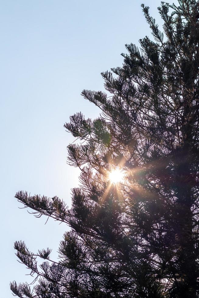 silhouet pijnbomen en zonlicht schijnen door. foto