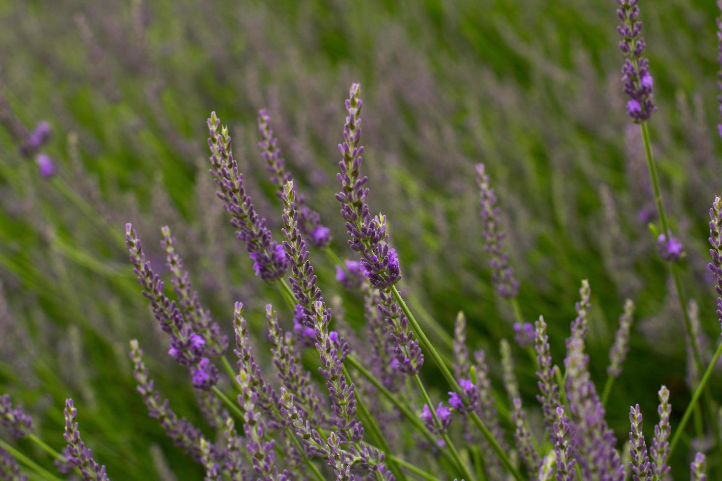 close-up van lavendelstruiken in de zomer foto