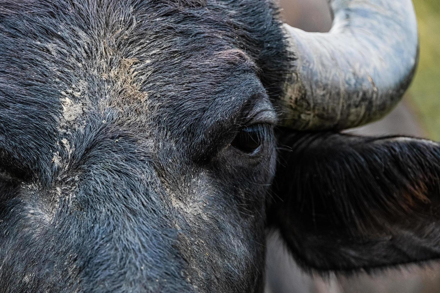 zwarte waterbuffel in de velden foto