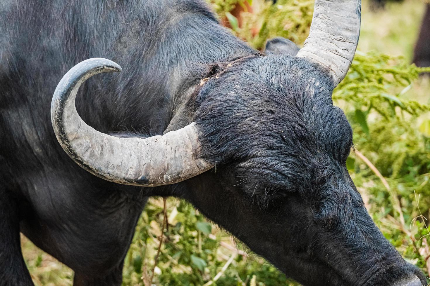 zwarte waterbuffel in de velden foto