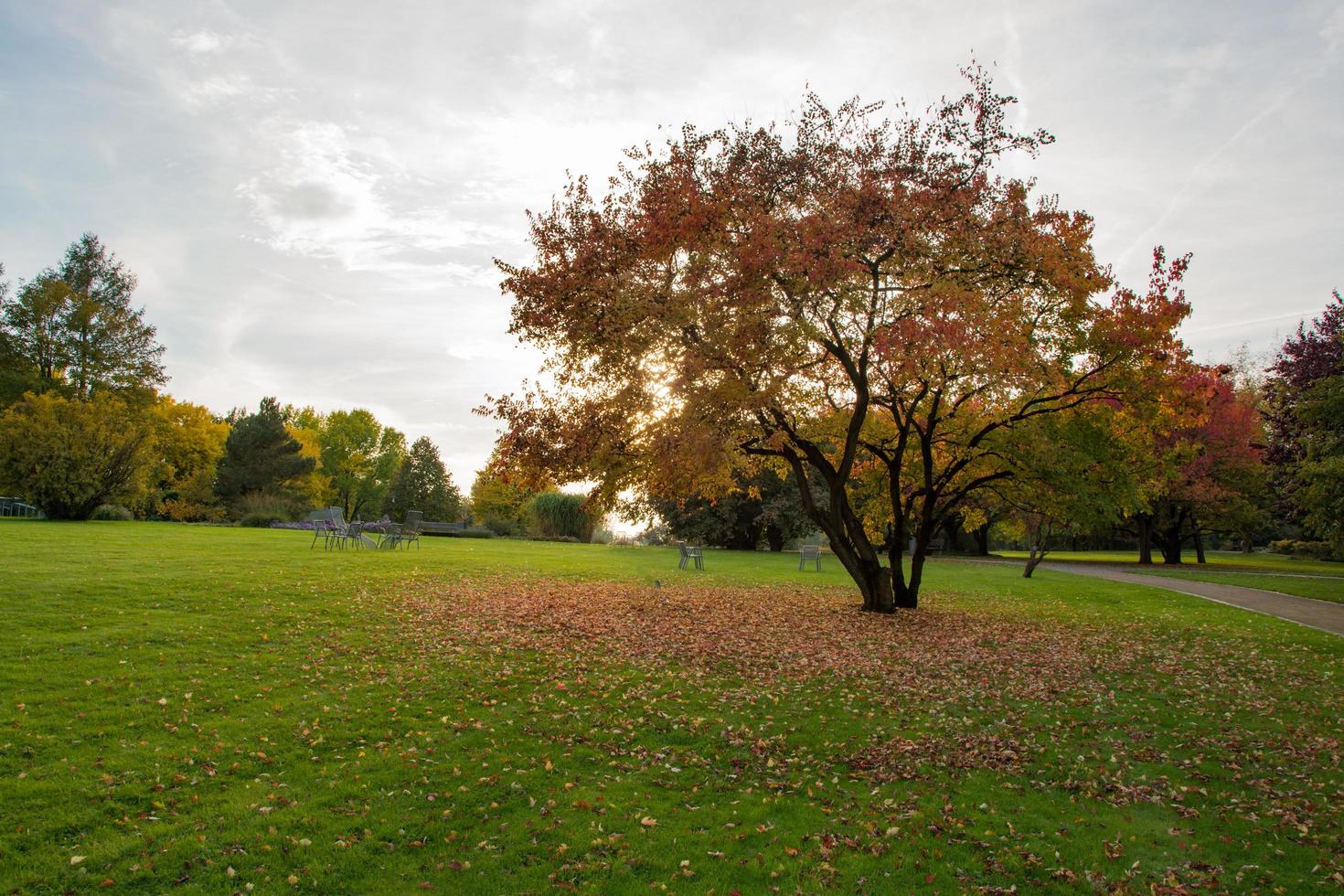 kleurrijk landschap van zonnig herfstpark foto