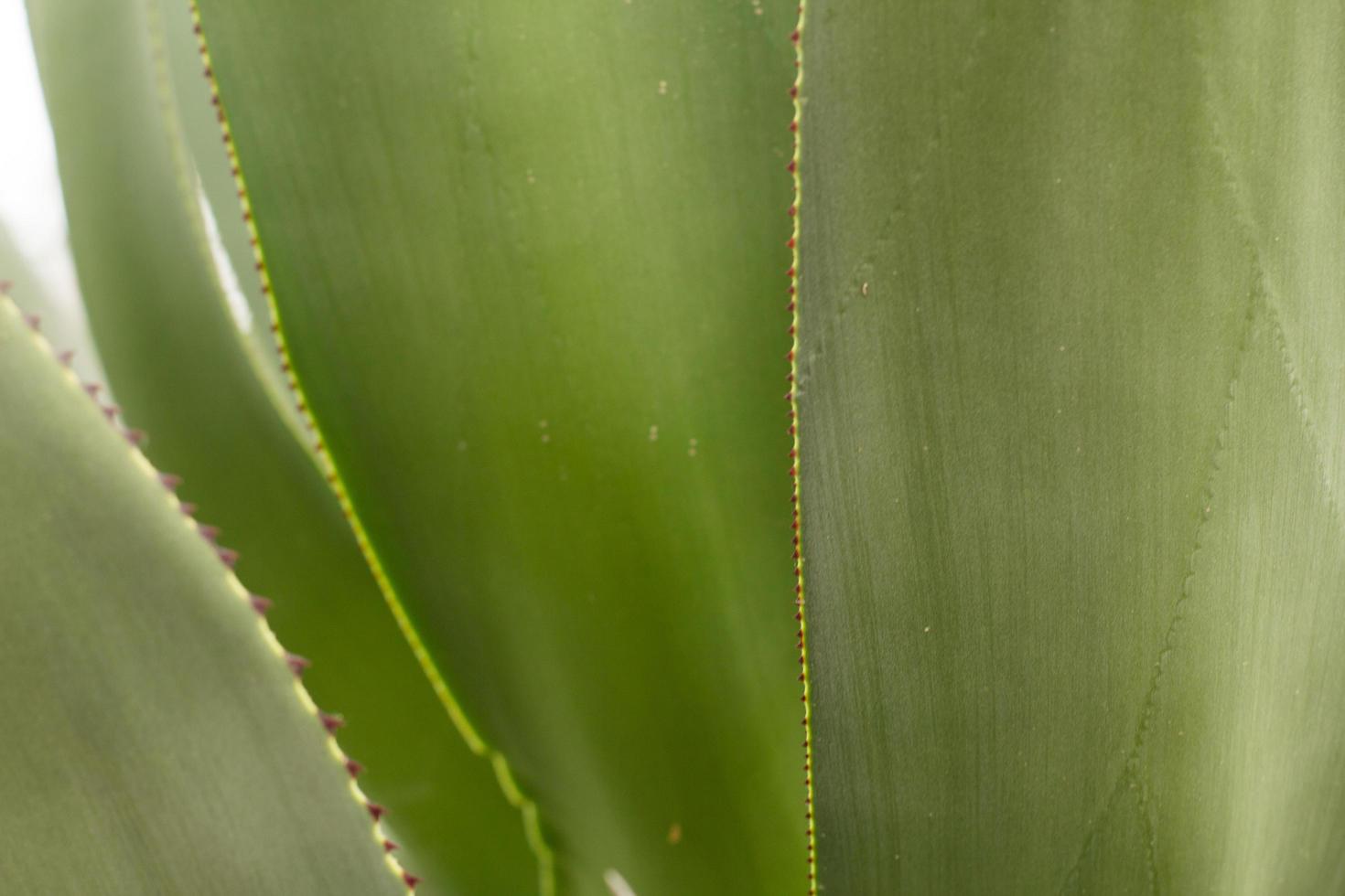 vetplanten in een natuurlijke habitat, cactus in de woestijn buiten foto