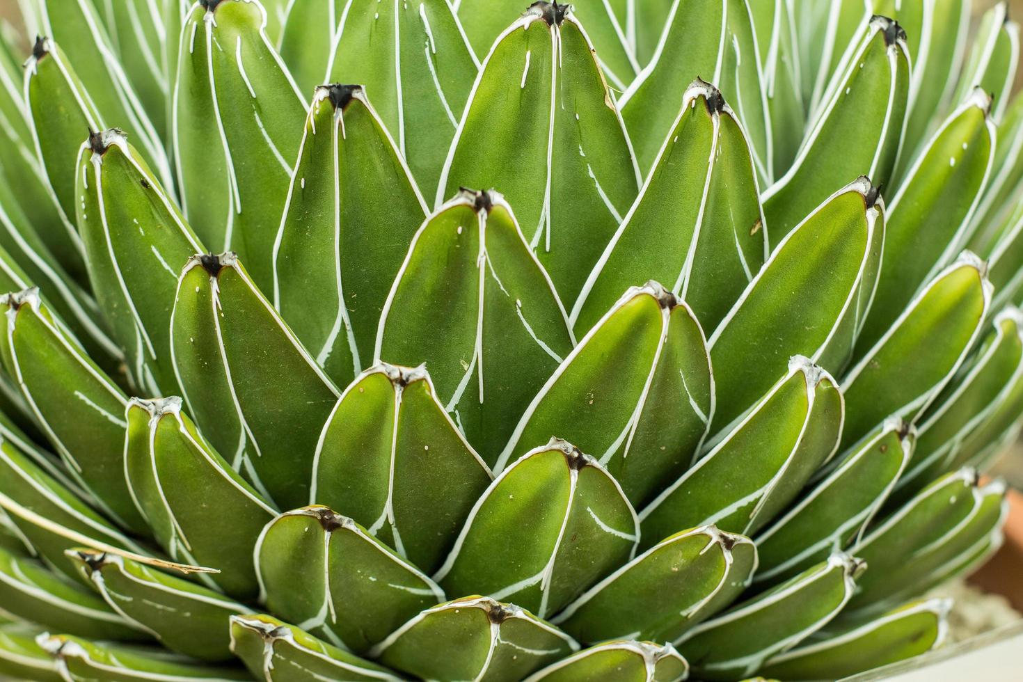 vetplanten in een natuurlijke habitat, cactus in de woestijn buiten foto