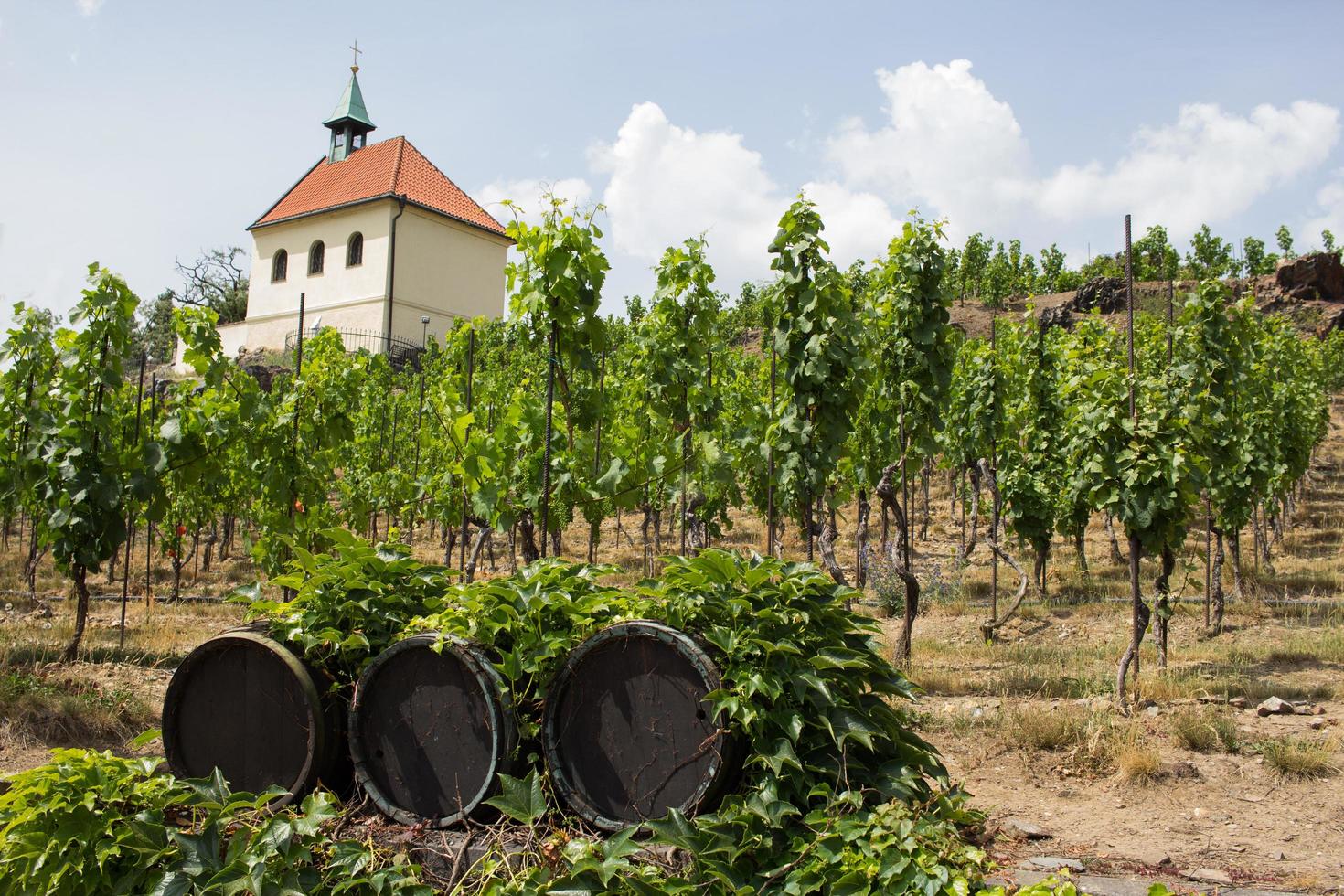 landschap van wijngaard in chez republiek, tuin in praag in de zomer foto