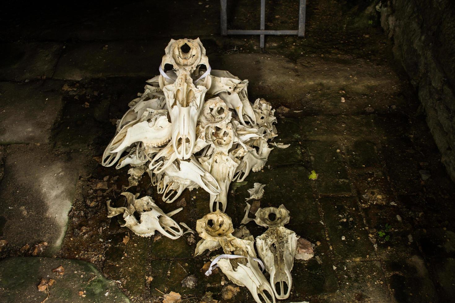 veel schedels van willekeurige dieren in het oude kasteel foto