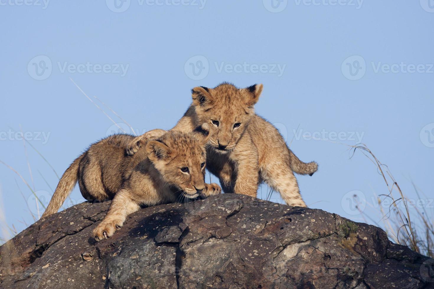 leeuwenwelpen (panthera leo) spelen op rotsen foto