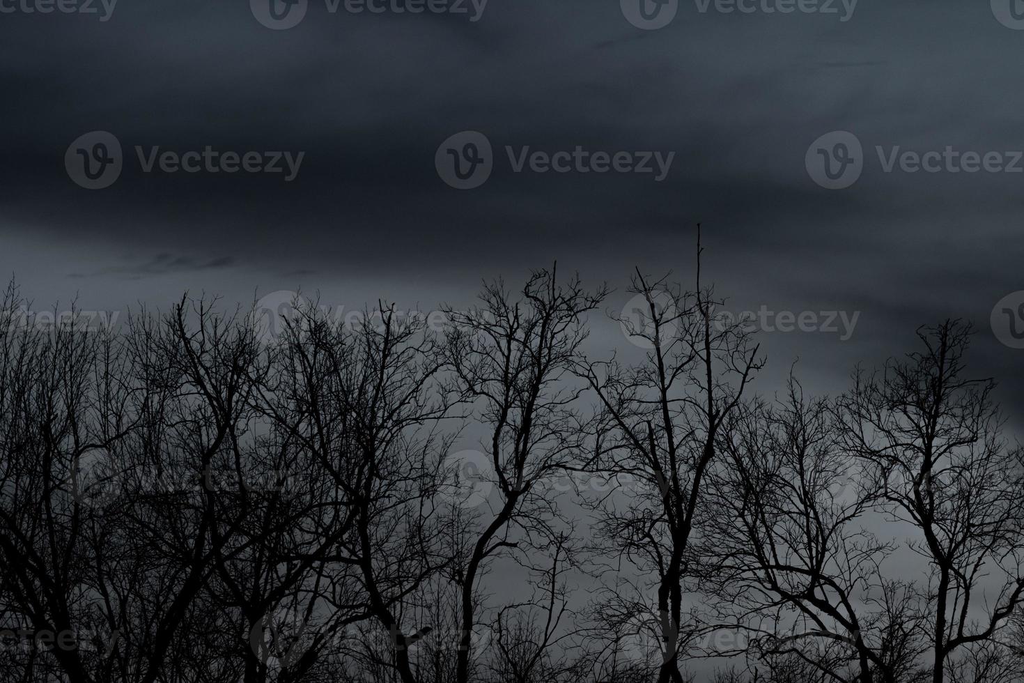 silhouet dode boom op donkere dramatische hemel en zwarte wolken. donkere hemel en dode boomachtergrond voor Halloween-dag. dode boomtakken. bladloze boom in het bos. achtergrond voor verdrietig en eenzaam moment. foto