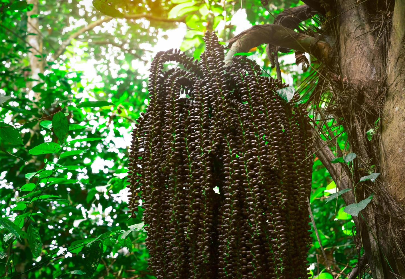 stelletje palmboom in de jungle. palmboom in het bos bij khao luang nationaal park in thailand. natuur achtergrond. rauw palmzaad. bruin fruit in het bos. dieren voedsel in overvloed jungle. foto