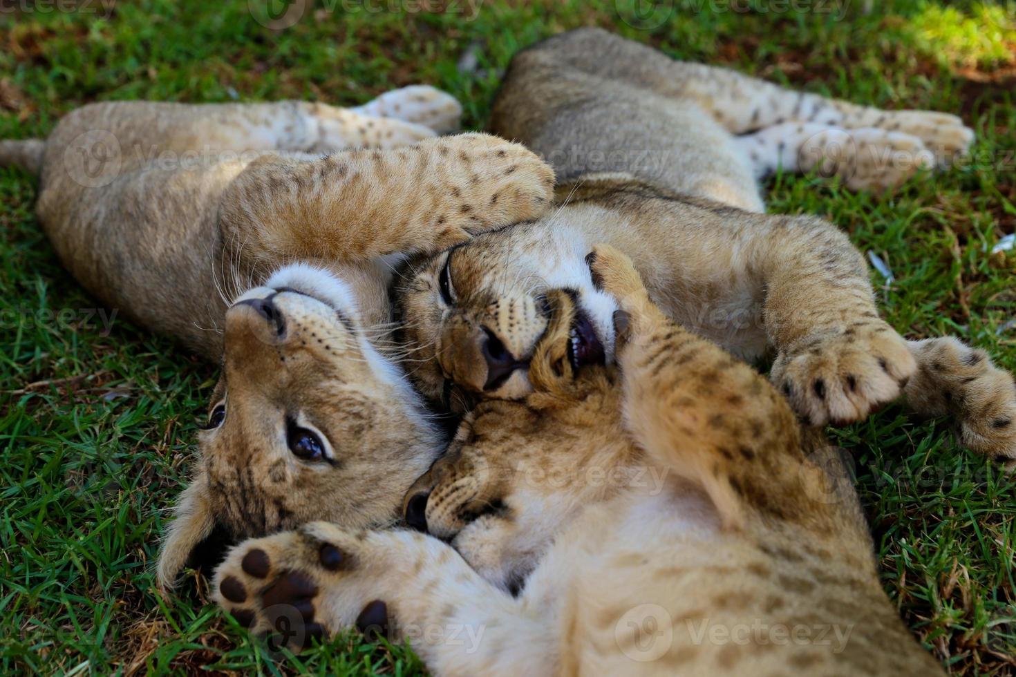 baby leeuwen foto