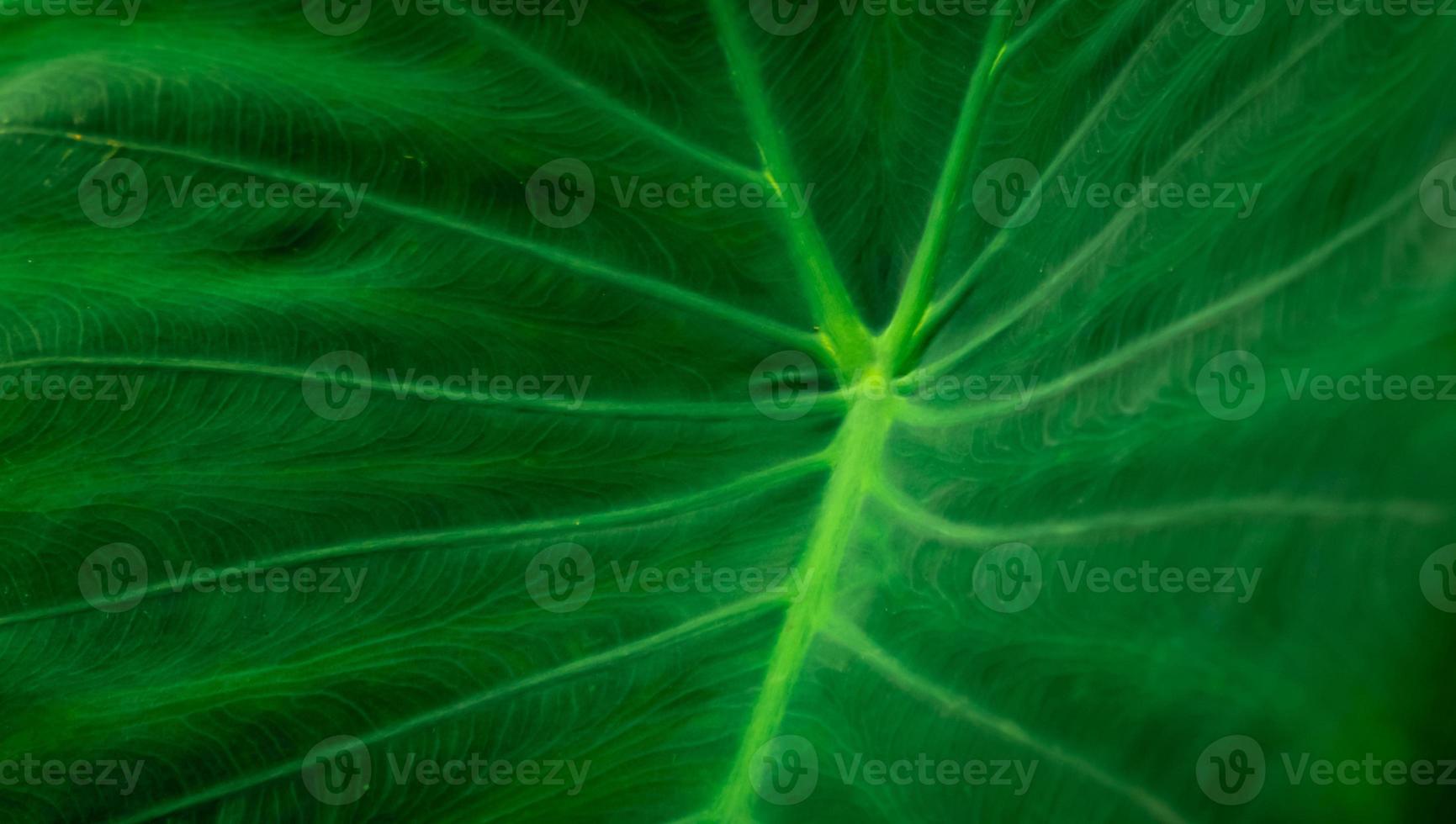 close-updetail van de groene achtergrond van de bladtextuur. olifantsoorblad met parallelle nervenlijn. botanische tuin. groenbehang voor spa of geestelijke gezondheid en geestestherapie. schoonheid in de natuur. foto