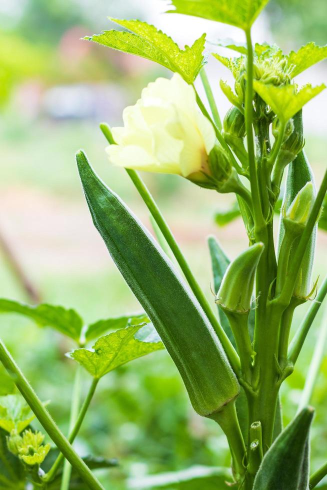 close-up van overvloedige groene okra. foto