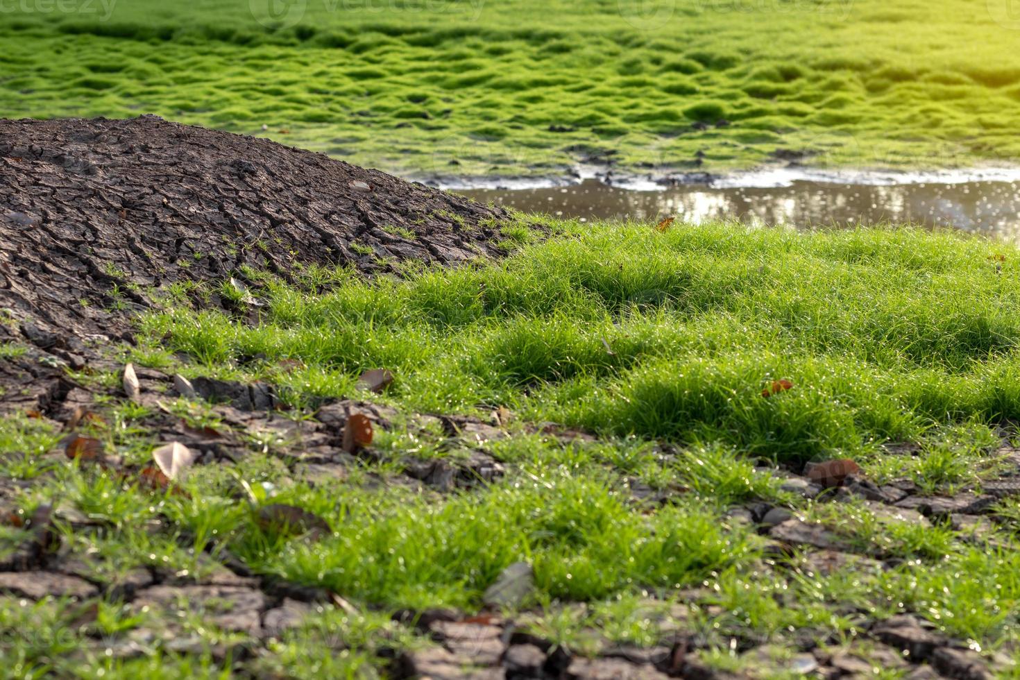 vers groen mos in het moeras. foto