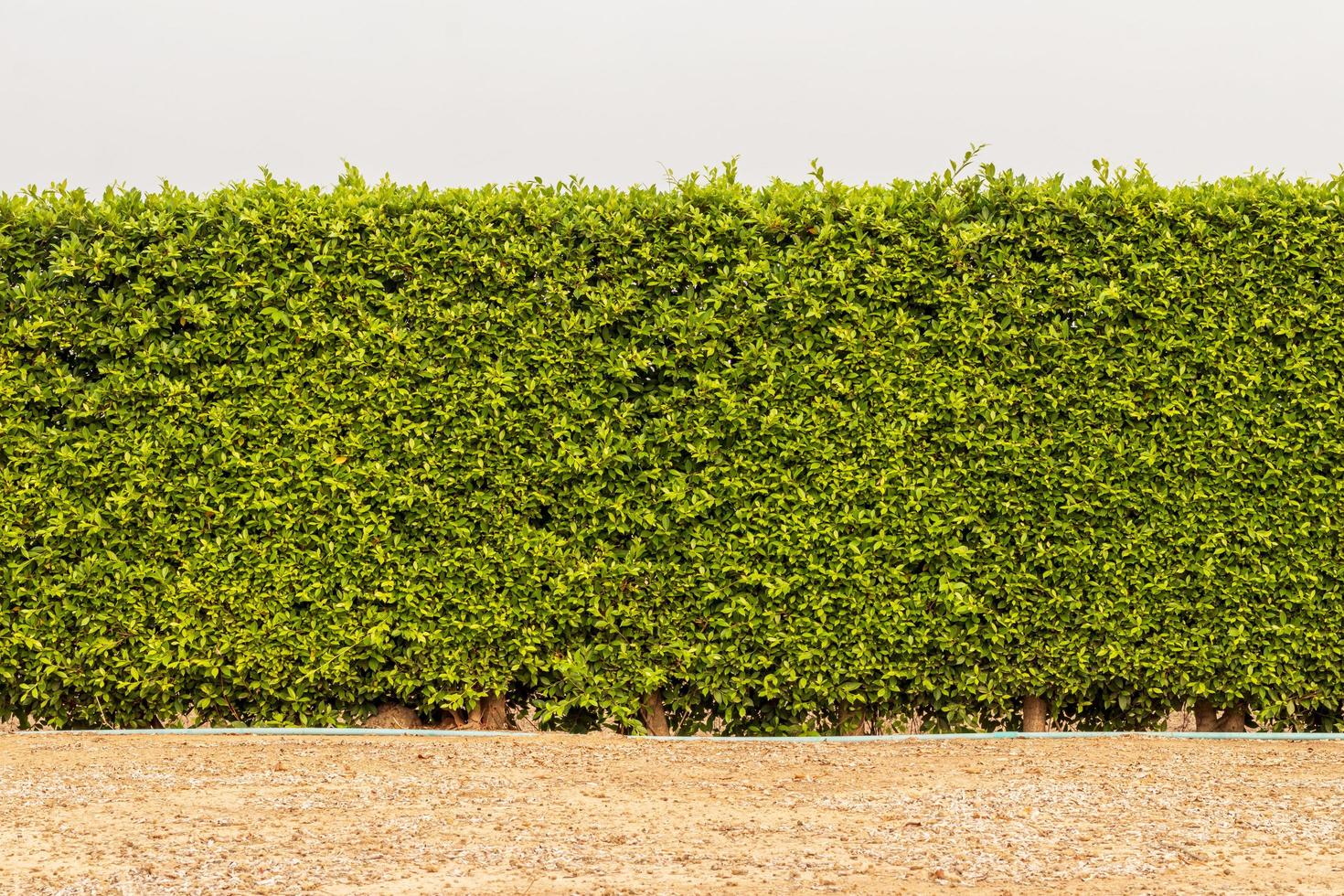 een muur van hekken van veel dicht groen gebladerte. foto