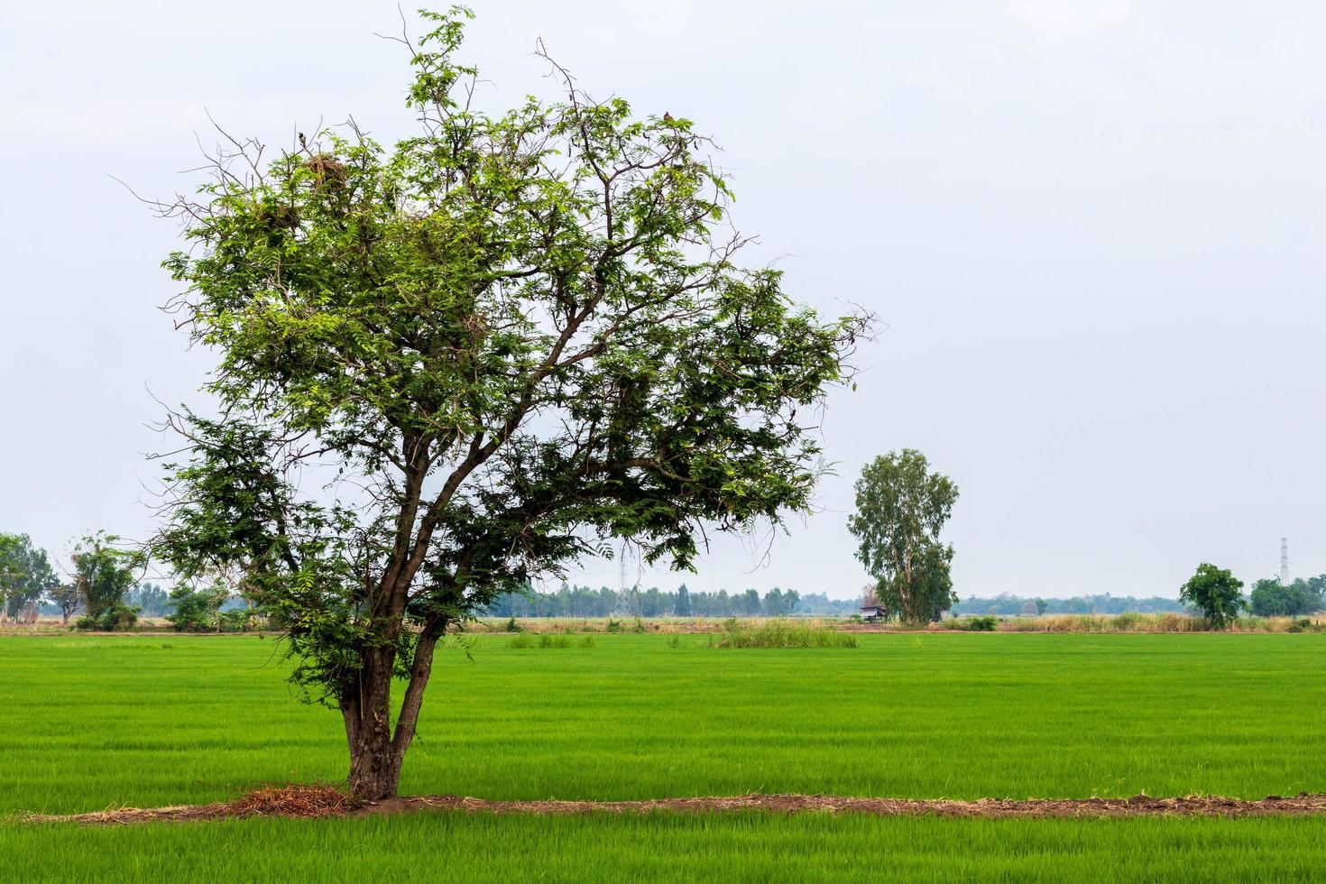 een boom met kleine takken en bladeren en groene rijstvelden. foto