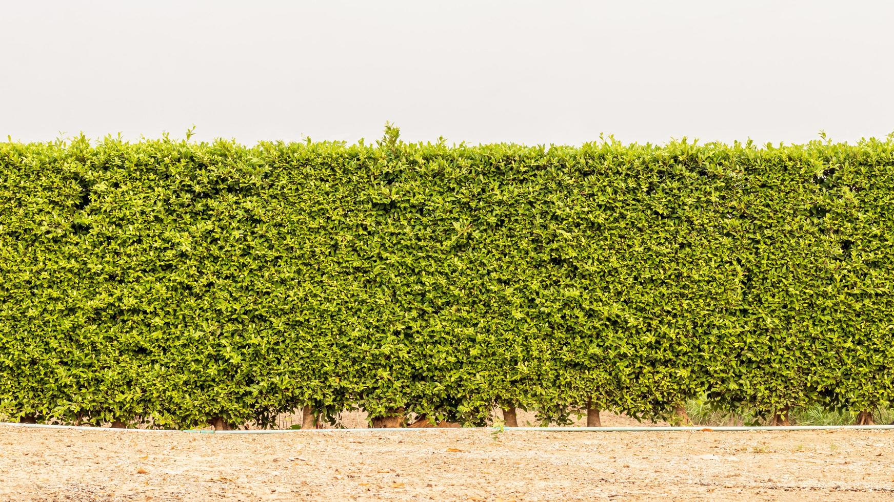 een muur van hekken van veel dicht groen gebladerte. foto