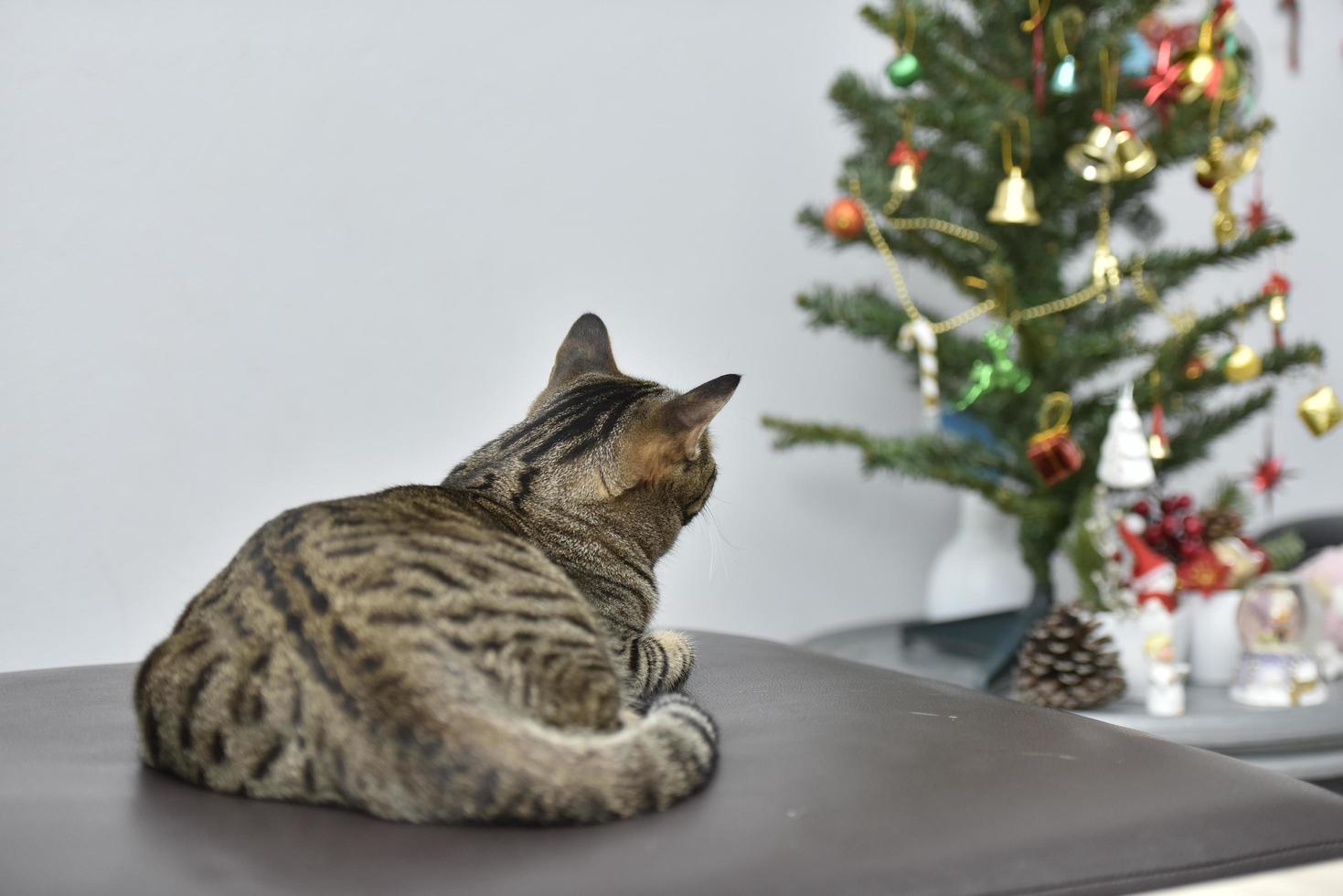 tabby kat en boom kerstmis foto