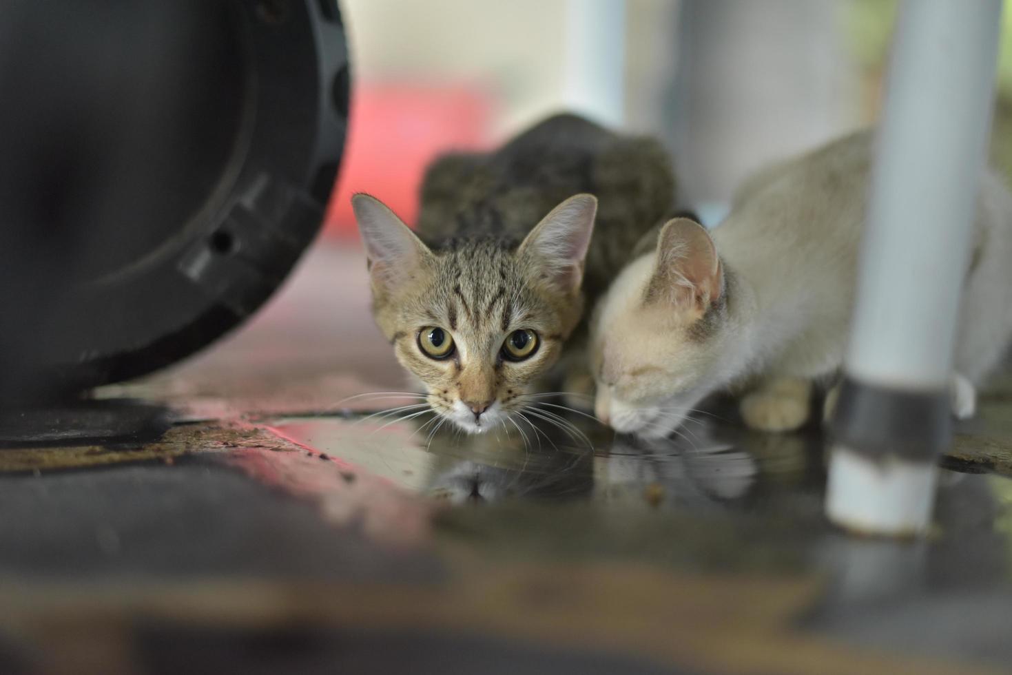 twee kittens drinken water op de vloer foto