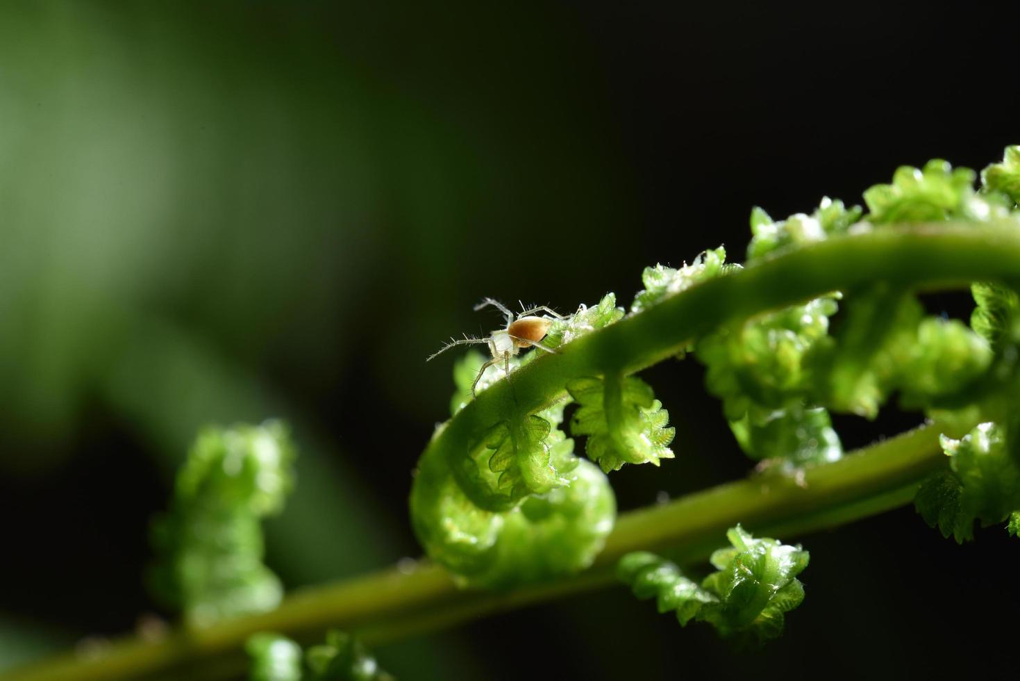 spinnen in de natuur, varens en bladeren foto