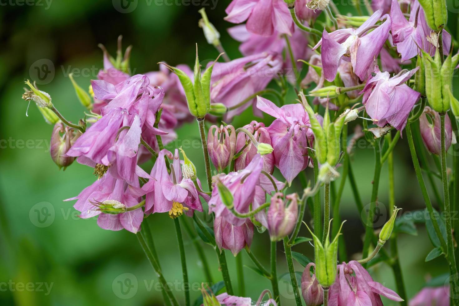 roze en witte bloemen aquilegia foto